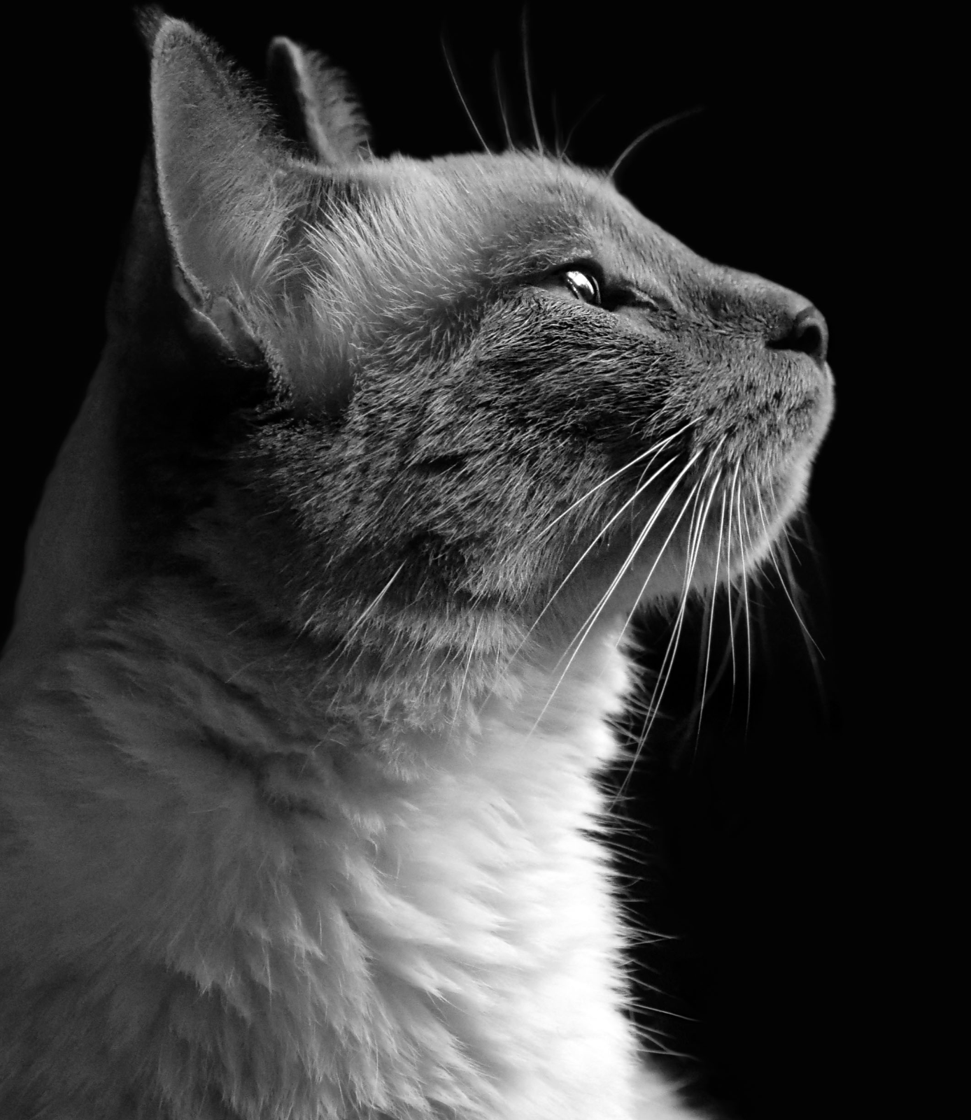 Pearl — Jaime's cat and the namesake of Pearl Photo and Video